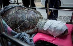 The turtle ate the coins after they were thrown into her enclosure for good luck.