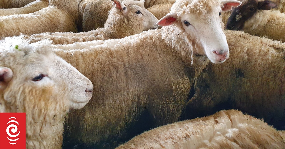 Northland farmer has hundreds of sheep killed by roaming dogs