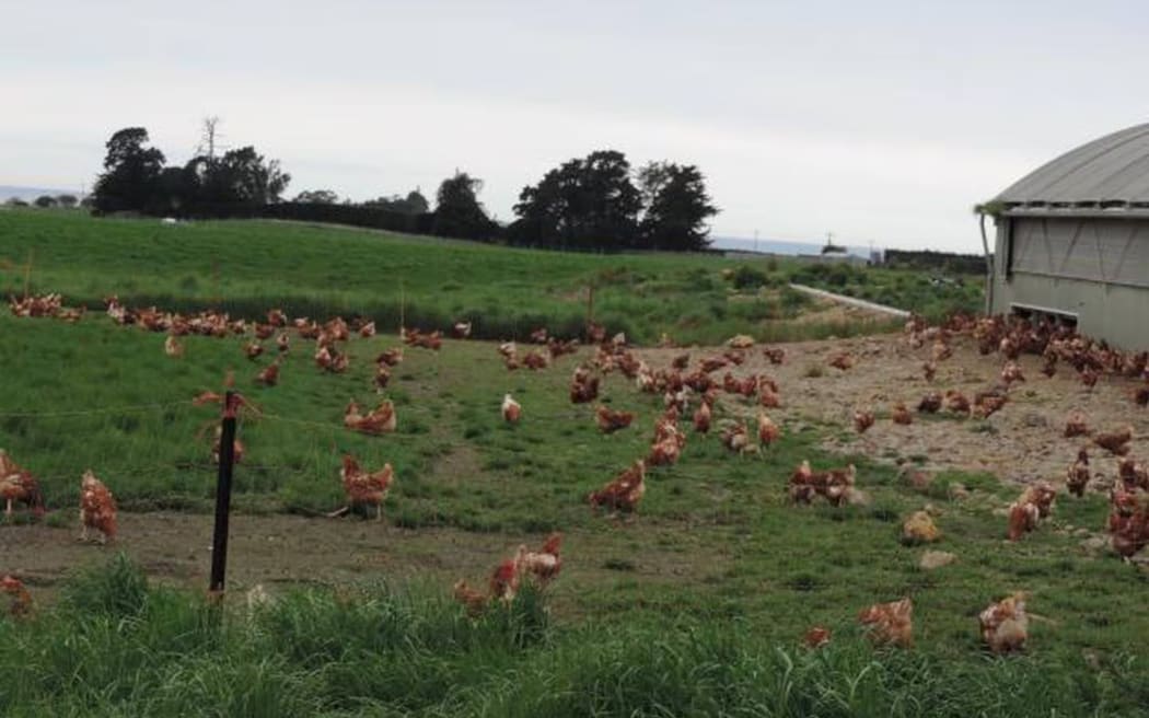 The key difference with free-range egg farming is the hens’ access to the outdoors.