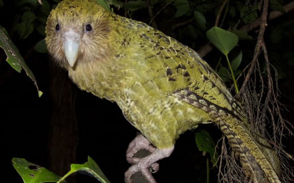Adult female kākāpō Hakatere.