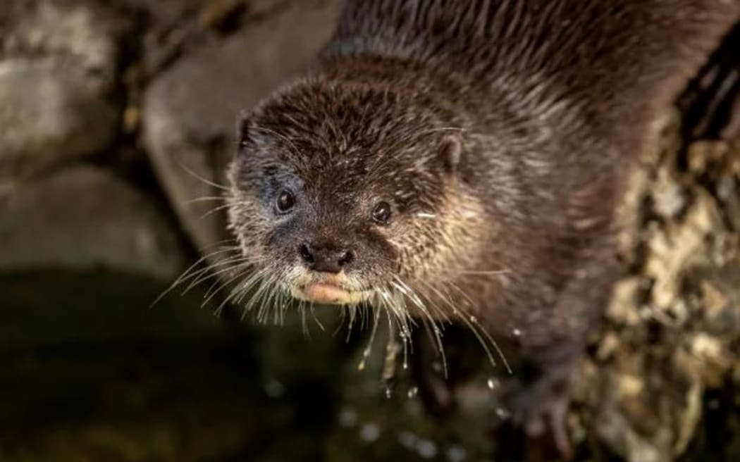While we have otters in our zoos, some believe New Zealand may have its own version of the creature. (File photo)