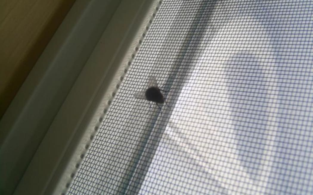 Flyscreen doors can be tricky to clean