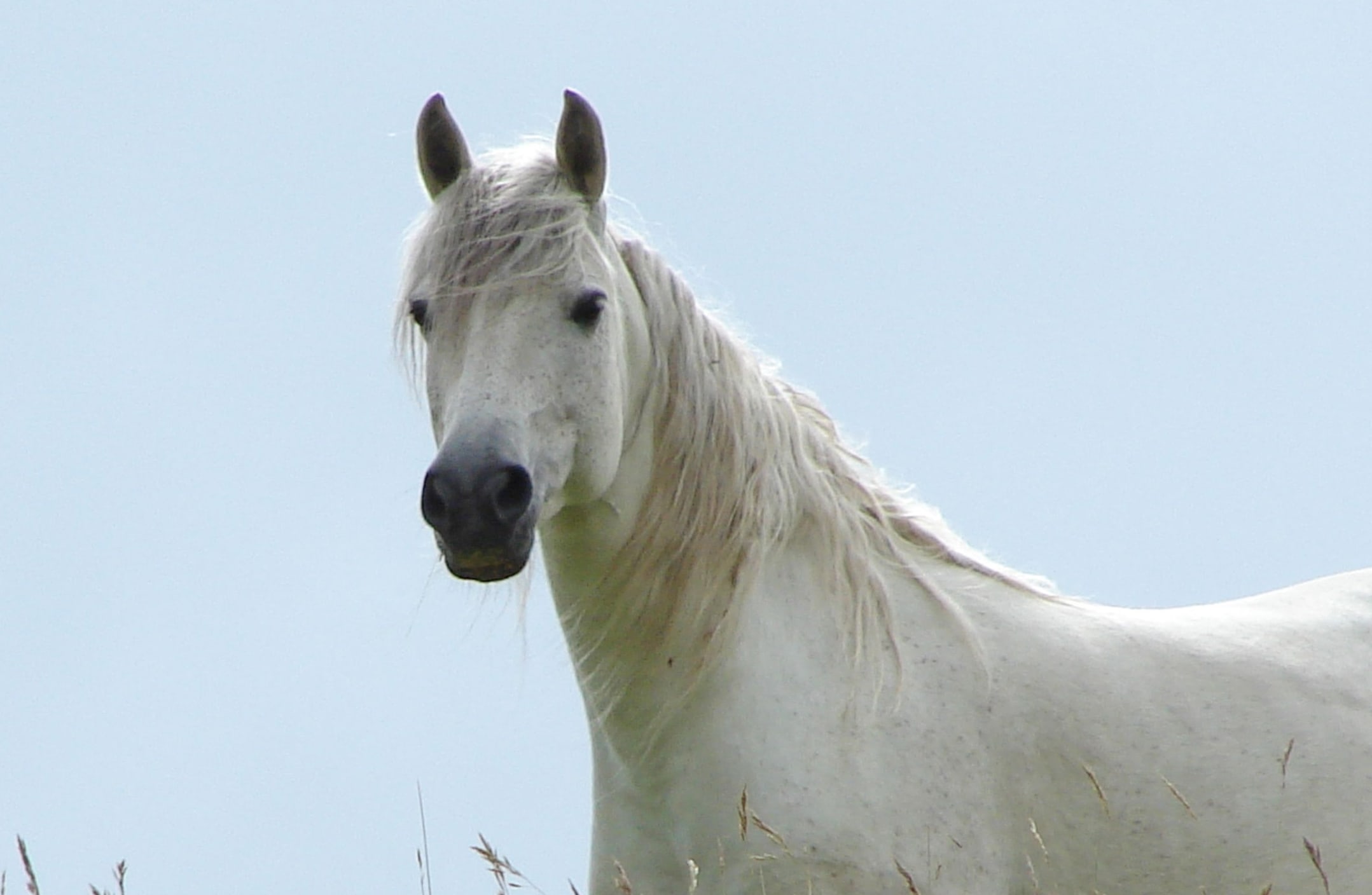 1117584 - white horse