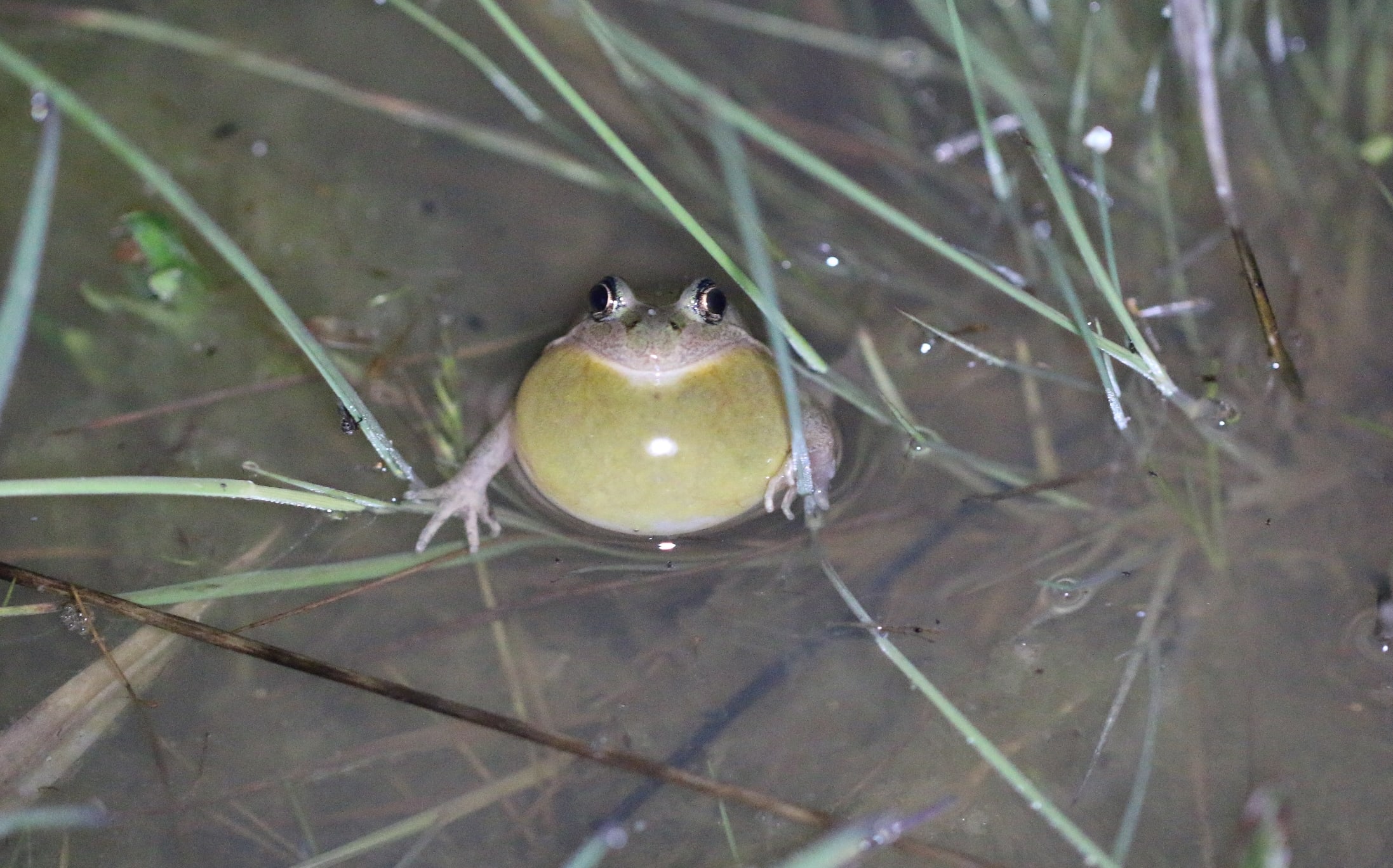 Spotted Marsh Frog