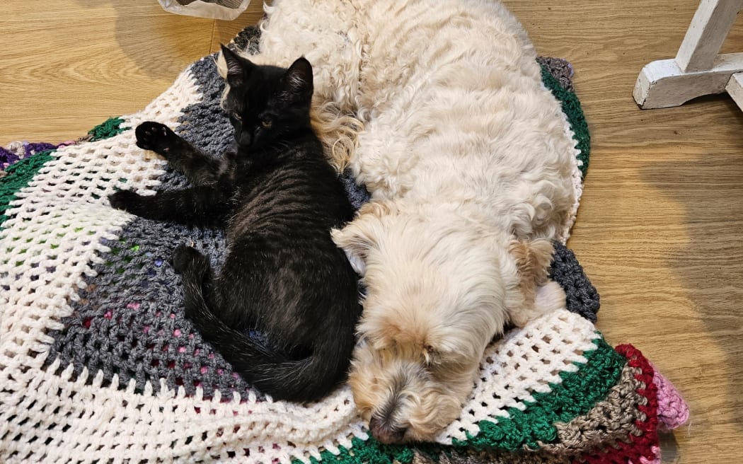 Kitten and dog cuddled up.