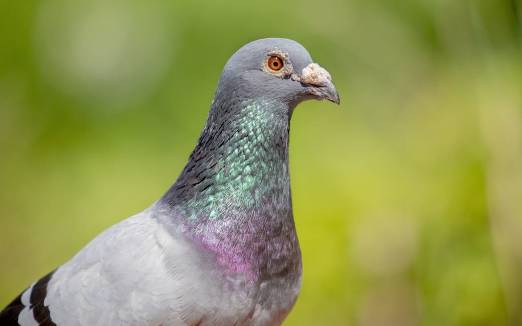 close up face of male speed racing pigeon against green blur background