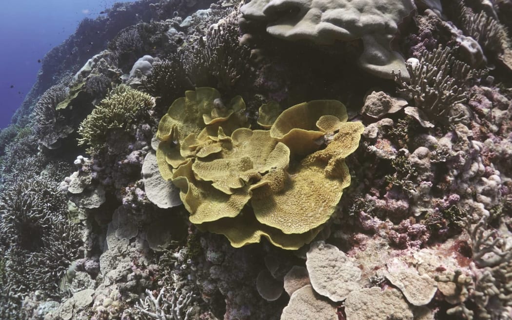 Lettuce coral in a reef off of Pingelap Atoll in Pohnpei. The coral survived despite the heat stress during the last El Niño several years ago.