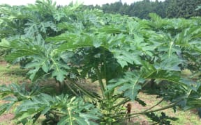 A papaya tree prior to harvest.