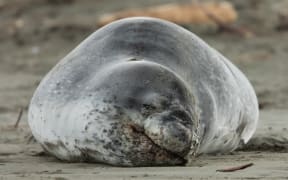 Leopard seal at a Christchurch beach. (This photo was shot with a telephoto lens, to obey the DOC advice about keeping a safe perimeter).