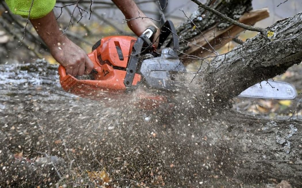 Arborist, trees, branches, tree cutting, wood cutting, chainsaw 
Foto: