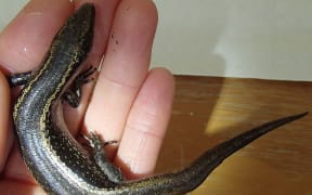 Hand holding a large spotted skink