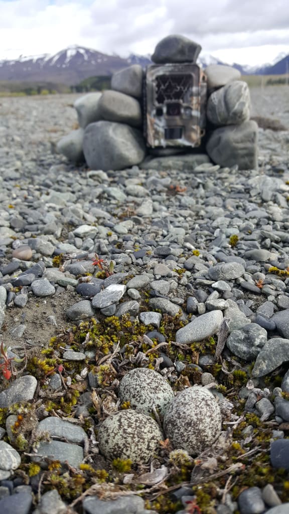 A banded dotterel nest with a motion triggered trail camera to record all activity at the nest.