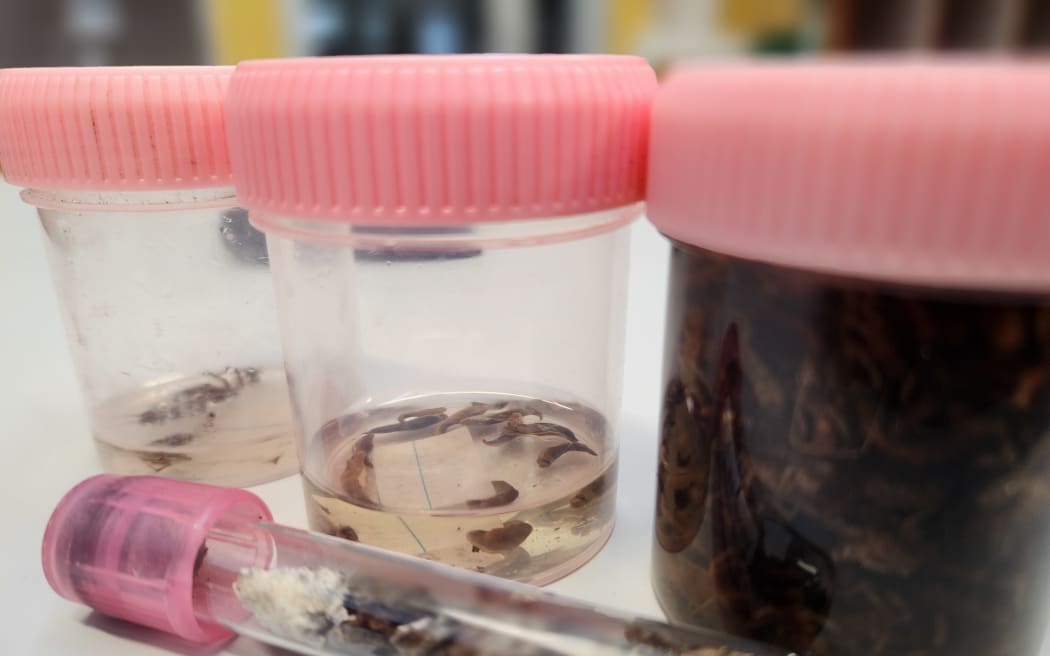 Containers of bugs and kiwi poo