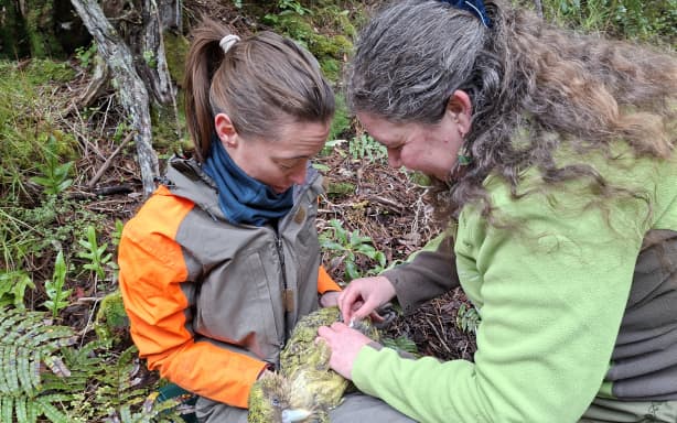 DOC Veterinary Advisor Kākāpō Lydia Uddstrom vaccinates a kākāpō on Whenua Hou/Codfish Island.