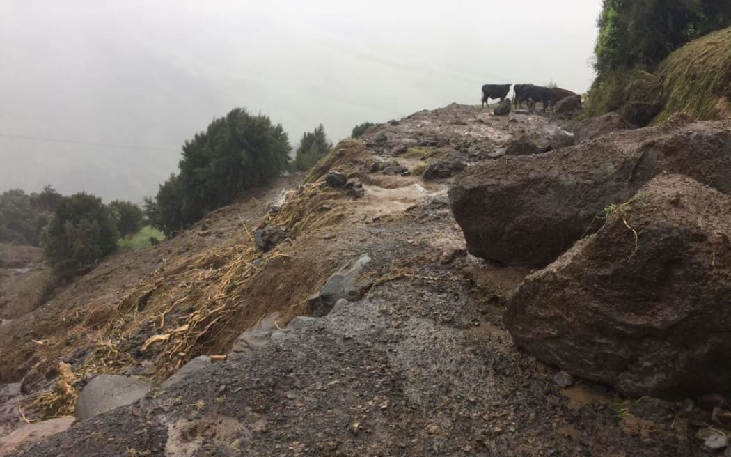 Cattle stuck on the road after storm damage at Goughs Bay in Banks Peninsula in Canterbury.