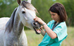 A veterinarian checks a young horse
