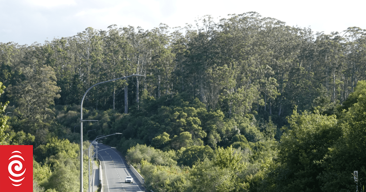 New housing development will see loss of Kerikeri's eucalyptus trees
