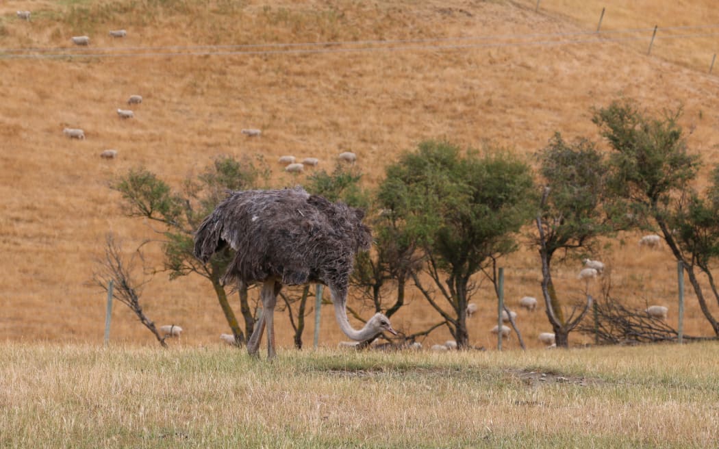 Ian Knowles has more than sheep and cattle on his North Canterbury farm