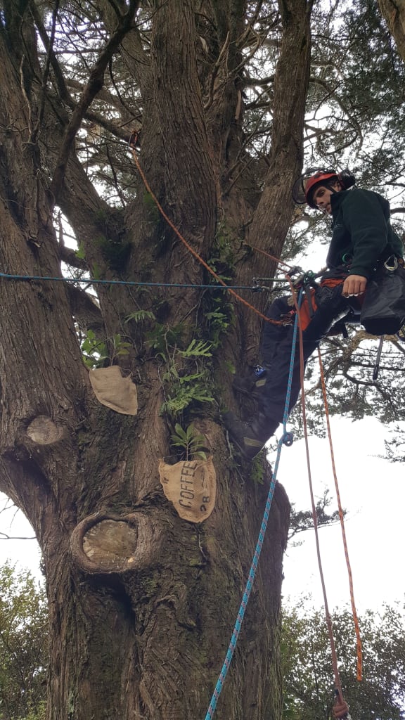 Tree climber planting kohurangi