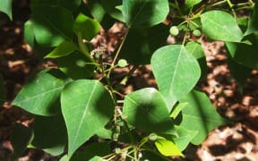 Homalanthus nutans, or Mamala.