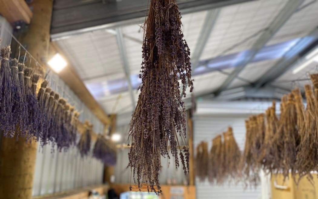 Three different varieties of lavender are grown on Acre Farm.