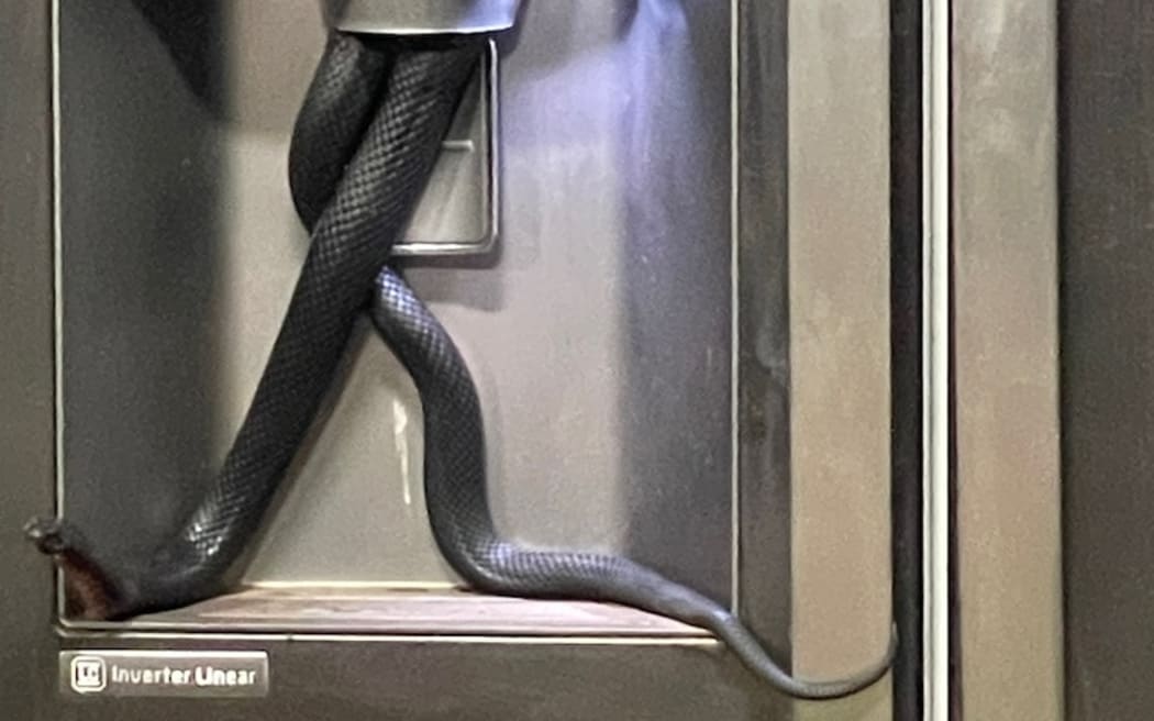 Snake entangled in fridge ice dispenser spotted by resident who thought hissing was air compressor