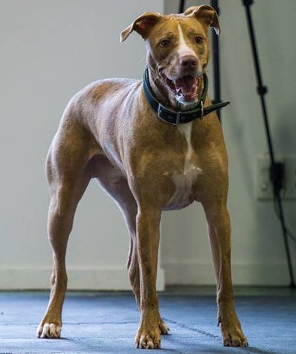 A dog concentrating as it takes part in an experiment at the Clever Canine Lab.