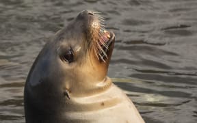 New Zealand sea lion