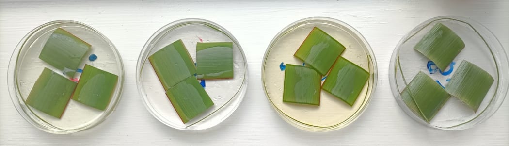 Flax soaking in different alkalis, allowing the students to measure and compare the effectiveness of different treatments.