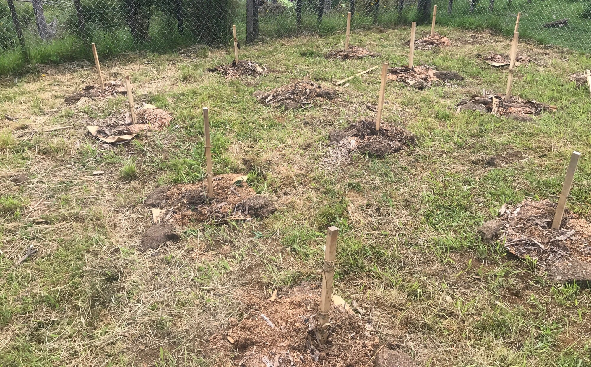 Willie Kaa's trial site after the hemp plants were removed by police