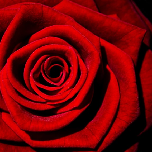 Photo for Master of Melody - Franz Schubert