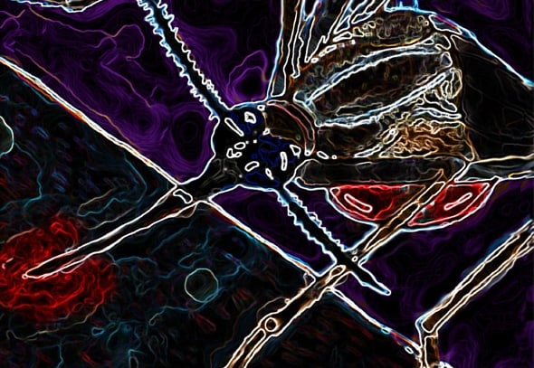 Immunity Cover