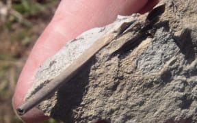 A fossil bird bone from St Bathans.