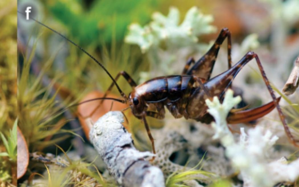 New species of Macropathinae from New Zealand. a) Crux boudica sp. nov., male, Rakiura (D. Hegg). b) Crux boudica sp. nov., female, Skippers Range (D. Hegg). c) Crux heggi sp. nov., male, Paparoa Range (D. Hegg). d) Crux heggi sp.  nov.,  female,  Saxon  River  (D.  Hegg).  e)  Occultastella  morgana  sp.  nov.,  male,  Buller  River  (T.  Jewell).  f) Occultastella morgana sp. nov., female, Cobb Valley (A. McDonald).