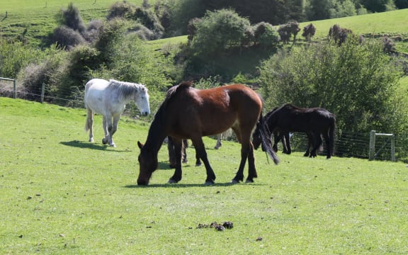 Horses grazing in South Otago