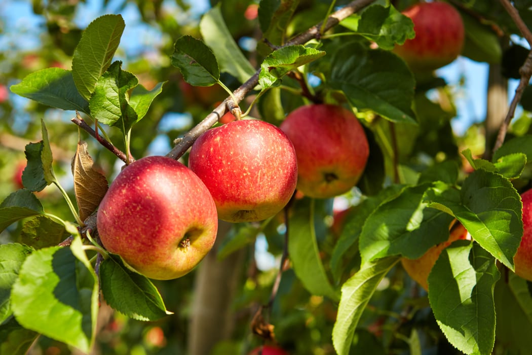 A file photo shows apples on a tree