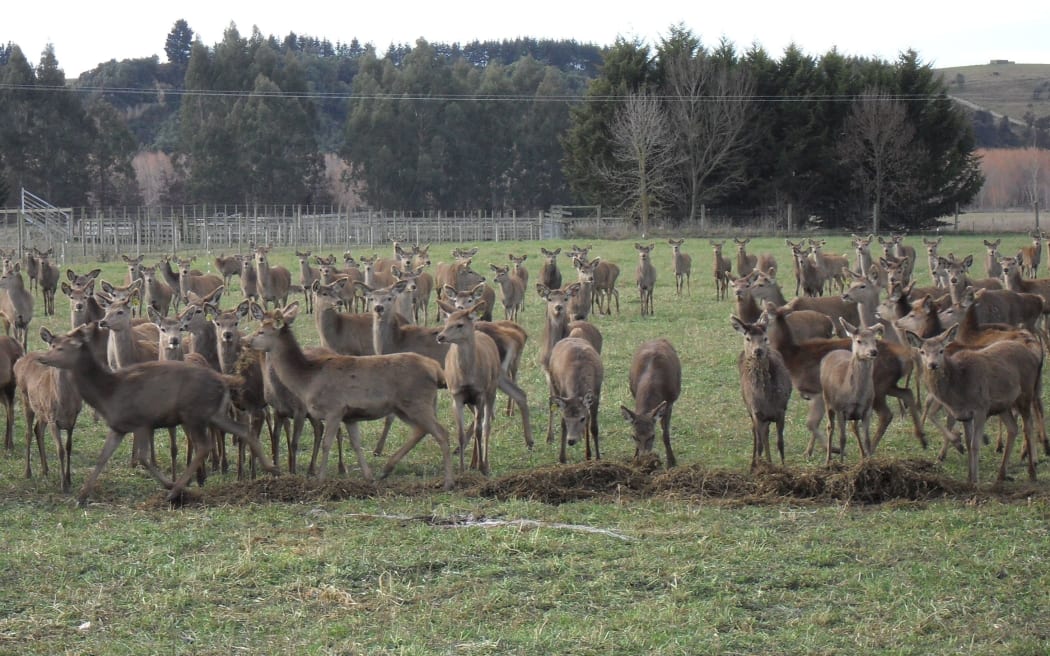 Hinds on Kris Orange's farm in Dunback, Otago.