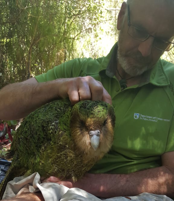 Daryl Eason with a male kākāpō named Wolf.