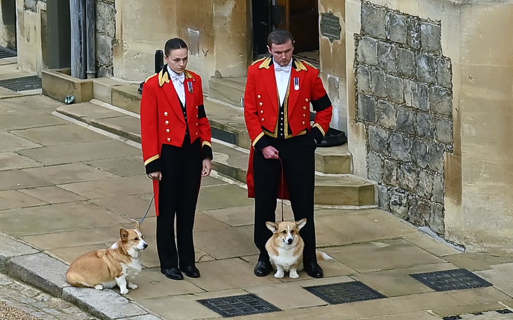 The Queen's corgis, Muick and Sandy are walked inside Windsor Castle on 19 September 2022, ahead of the Committal Service for Britain's Queen Elizabeth II.
