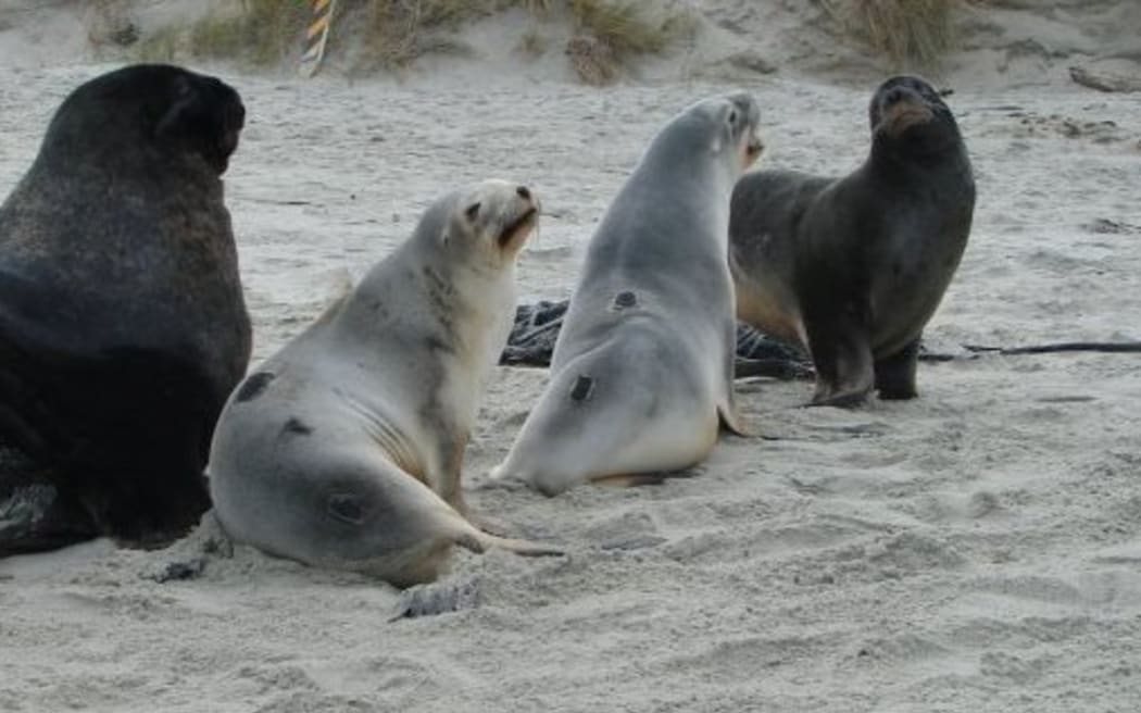 Male and female New Zealand sea lions