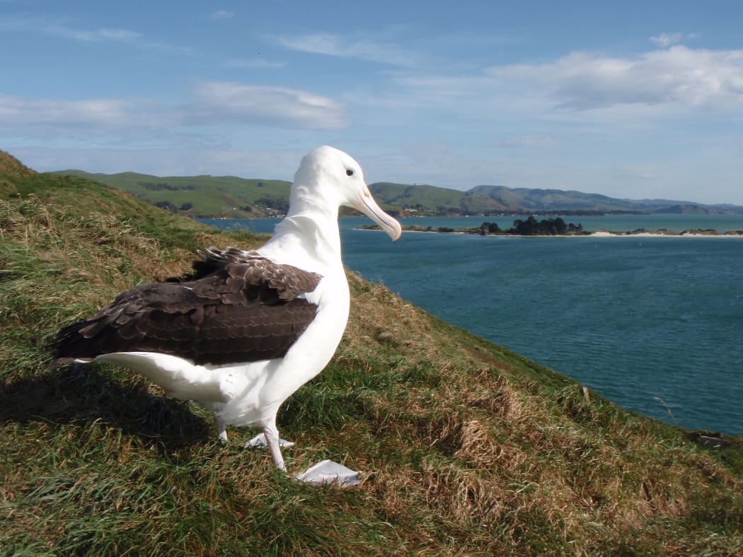 The albatross spends several years away feeding in South American waters before returning to Taiaroa Head to find a mate.
