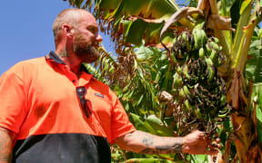 Ben Whitcroft says there was not much he could do to protect his banana trees from a recent heatwave.