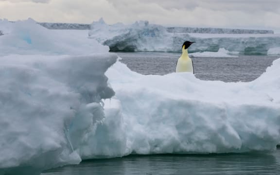 Emperor penguin (Aptenodytes forsteri) on iceberg, Larsen C ice shelf, Weddell Sea, Antarctica.
Sergio Pitamitz / Biosphoto / Biosphoto via AFP