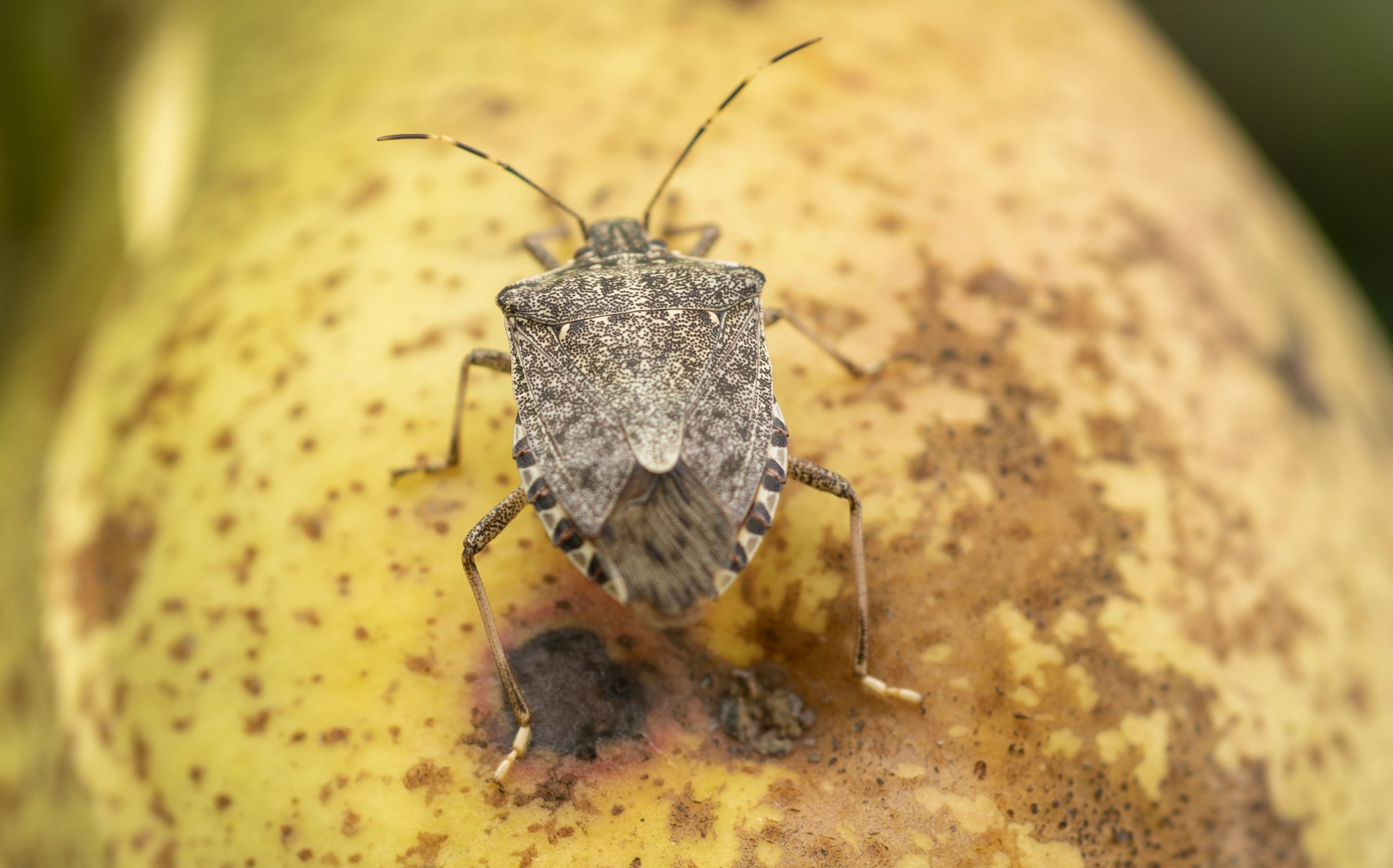 A brown marmorated stink bug on a damaged pear in Italy, where the bug has become a major pest.