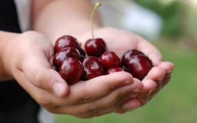 Picture of a two hands holding bunch of fresh cherries.