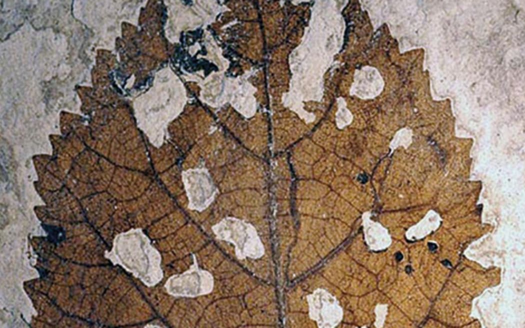 A leaf from Foulden Maar