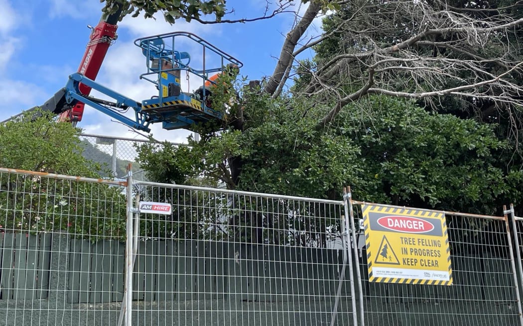 Work is underway to remove up to eight trees from the grounds of Wellington Girls College.