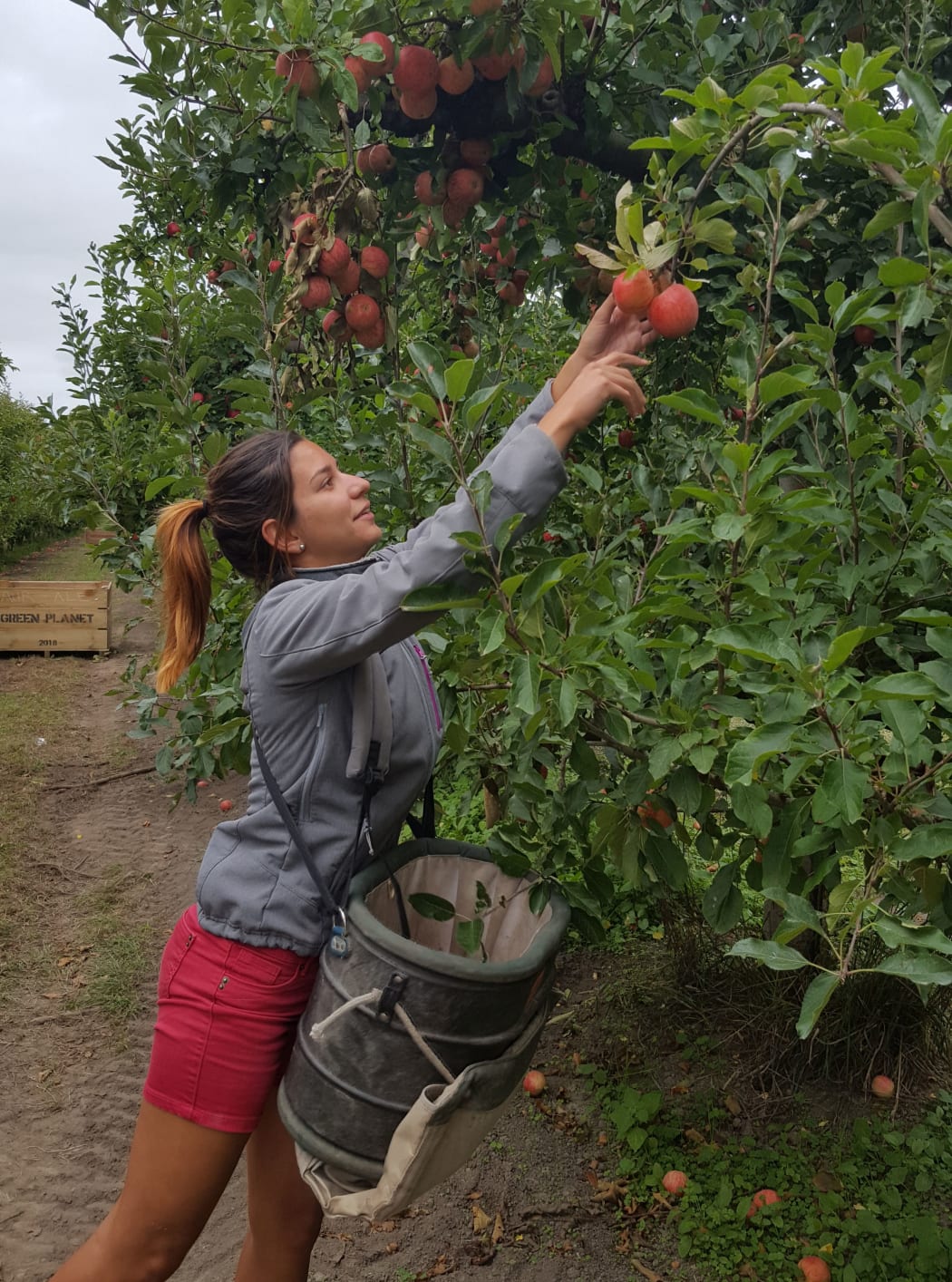 French backpacker Aurelia, 23, is picking apples for the first time.