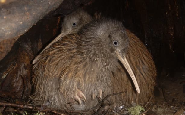 DOC makes progress with rare kiwi on the West Coast | RNZ