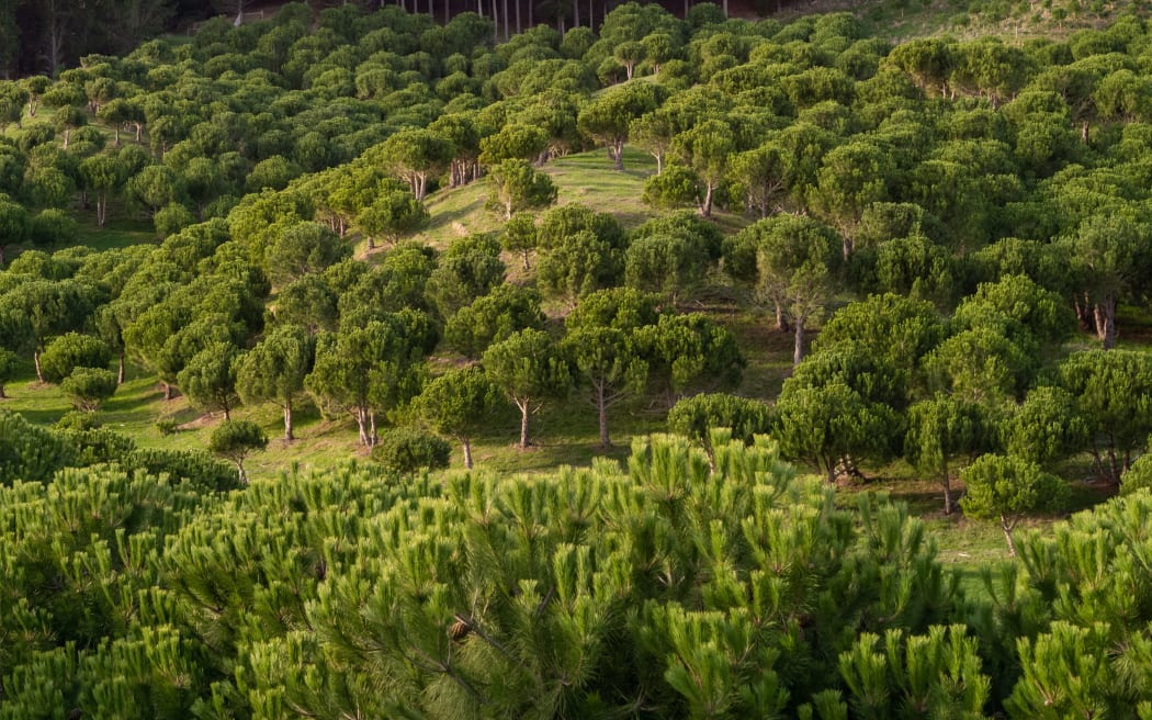 A plantation of Mediterranean stone pines, used for pine nut production